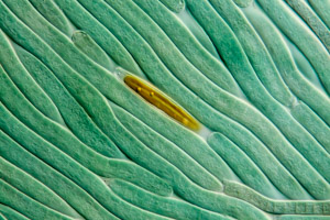 Cyanobakterien Oscillatoria & Diatomee Navicula