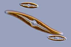 Navicula(2) and Gyrosigma 