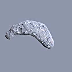 Deuteramoeba amoeba