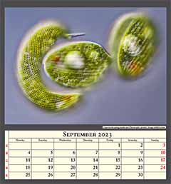 Lepocinclis spirogyroides und Phacus spec. protists. Image width 0,17mm