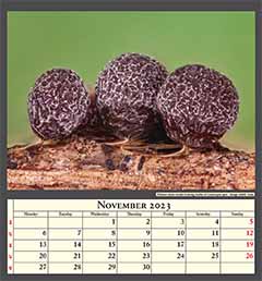 Mature slime mould fruiting bodies of Leocarpus spec.  Image width 1mm