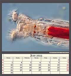 Bdelloid rotifer Philodina spec.  Image width 0,25mm