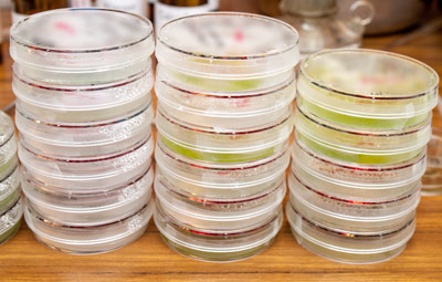 petri dishes with algal cultures