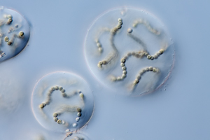Nostoc Cyanobacteria