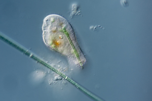Woodruffia feeding on cyanobacteria