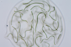 Nostoc Cyanobakterien