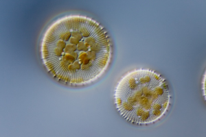 Diatoms Cyclotella