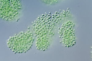 Cyanobakterien Aphanothece sp.