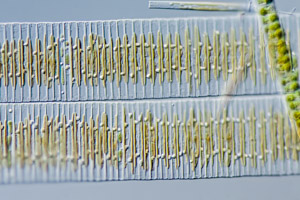 Diatoms Fragilaria