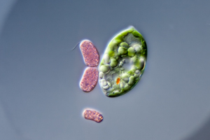 Schwefelbakterien und Euglena sp.
