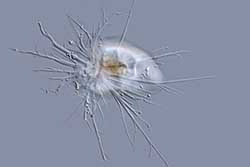 Diaphoropodon amoeba
