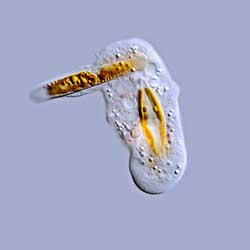 Mayorella amoeba