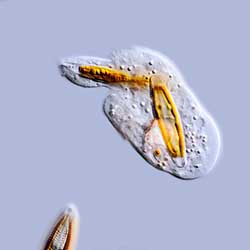 Mayorella amoeba