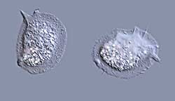 Cochliopodium amoebae