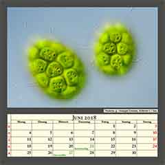 Pandorina sp. Grünalgen Kolonien, Bildbreite 0,17mm