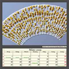 Meridion circulare Süsswasser Diatomeen, Bildbreite 0,17mm