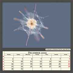 Acanthometra sp. Radiolarian, North Sea, image width 1mm