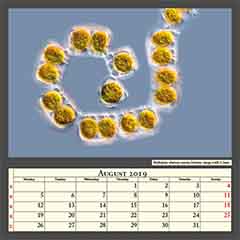 Biddulphia alternans marine Diatoms, image width 0,2mm