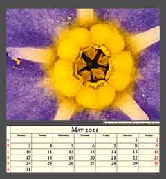 Forget-me-not, Myositis arvensis, flower center, image width 0,5mm
