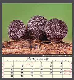 Ausgereifte Schleimpilz-Fruchtkörper von Leocarpus spec. Bildbreite 1mm