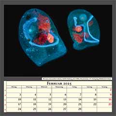 Bursaria truncatella Ciliaten, DAPI Färbung der DNA, Fluoreszenz, UV-Anregung. Bildbreite 0,5mm