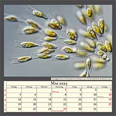 Goldalgenkolonie (Chrysophyceae) Dinobryon spec. Interfernzkontrast. Bildbreite 0,2mm