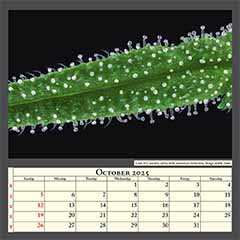 Leaf of Cannabis sativa with numerous trichomes. Image width 1mm