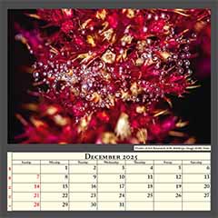 Flower of red amaranth with dewdrops. Image width 3mm