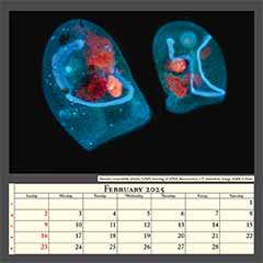 Bursaria truncatella ciliates, DAPI staining of DNA, fluorescence, UV excitation. Image width 0.5mm