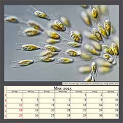 Colony of golden algae (Chrysophyceae) Dinobryon spec. Image width 0.2mm