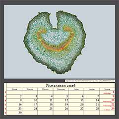 Querschnitt durch den Blattstiel von Cannabis sativa, Bildbreite 3mm