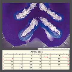 Blüte der Katzenminze (Nepeta sp.), geöffnete Pollensäcke, Bildbreite 2mm