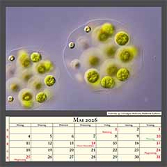 Eudorina sp. Grünalgen-Kolonien, Bildbreite 0,26mm