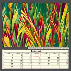 Aminosäuren Beta-Alanin und L-Arginin, auskristallisiert, Polarisationskontrast. Bildbreite 1mm