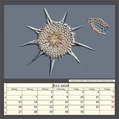 Radiolarien-Skelette, Tiefseeprobe Sulu-See, Bildbreite 0,3mm