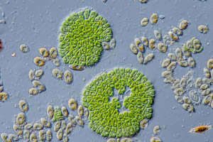 Coleochaete green alga and diatoms Cocconeis