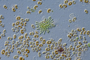 Coleochaete green alga and diatoms Cocconeis