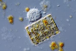Diatoms and suctor