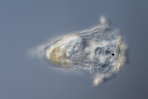 Synchaeta rotifer