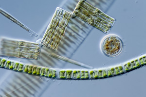diatoms Diatoma, Fragilaria und Cyclotella