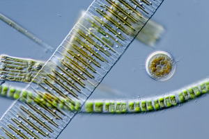 diatoms Diatoma, Fragilaria und Cyclotella